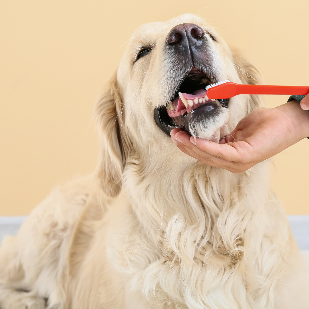 Dicas de Como Escovar os Dentes dos Cachorros – Cuidando da Saúde Bucal